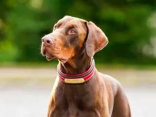 9 Best Hemp Dog Collars in 2026 – Reviews & Top Picks