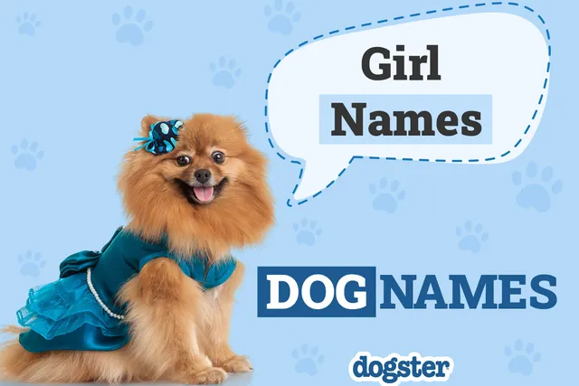 325 Girl Dog Names for Your Female Pup