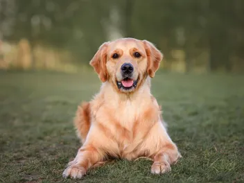 At What Age Is a Dog a Teenager? Vet-Verified Facts & Explanation