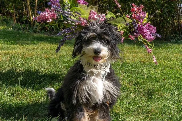 How Big Does a Mini Bernedoodle Get? Average Growth & Weight Chart