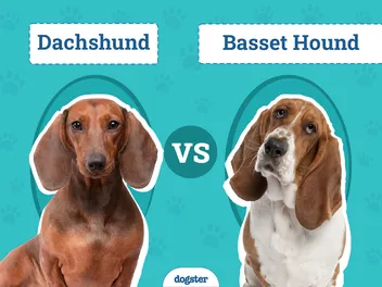 Dachshund vs. Basset Hound: The Differences (With Pictures)