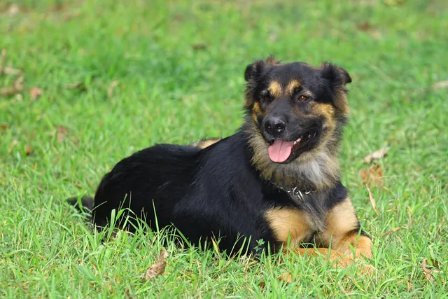 Rottweiler German Shepherd Mix: Info, Pictures, Care & More