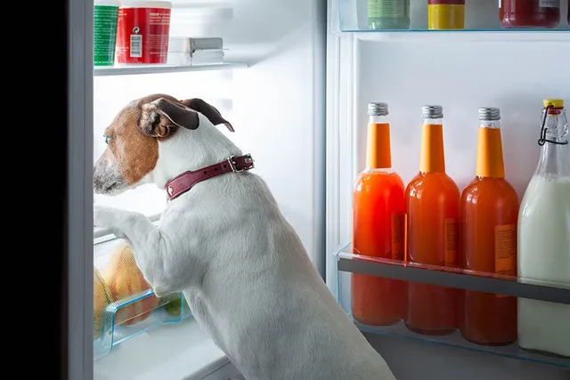 Does Canned Dog Food Need to Be Refrigerated? Vet Approved Health & Safety Tips
