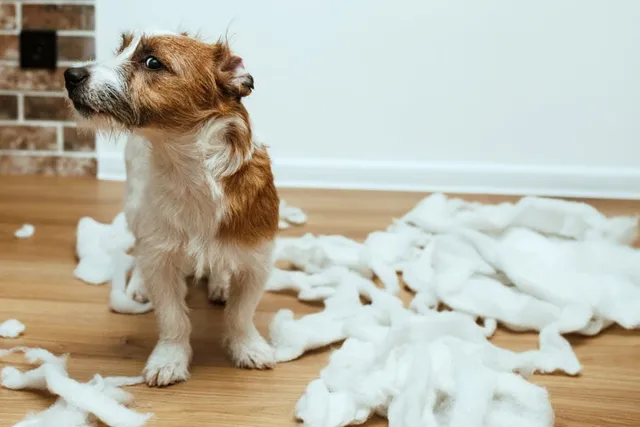 Can Dogs Feel Shame or Guilt? Our Vet Explores Canine Emotions