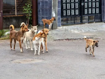 Can a Food That Sterilizes Dogs Solve the World's Stray Problem?