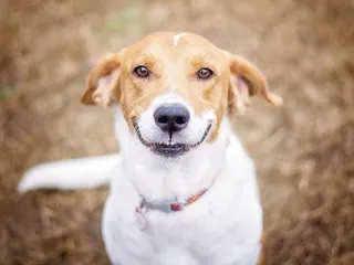 15 Fascinating Facts About Your Dog's Eyes & Eyesight
