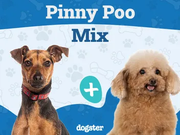 Pinny-Poo (Miniature Pinscher & Miniature Poodle Mix): Info, Pictures & Care