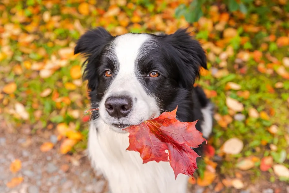 border-collie-with-orange-maple-fall-leaf-in-mouth