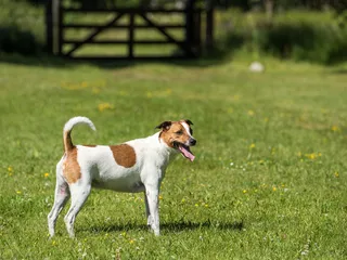 Danish Swedish Farmdog Breed: Info, Pictures, Care & More