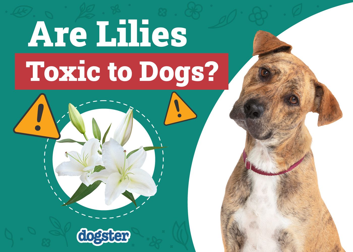 Dogster_Are Lilies Toxic to Dogs