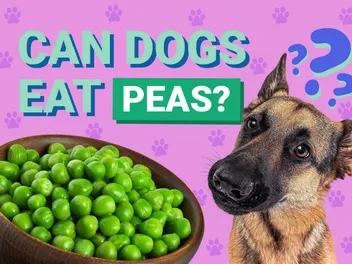 Can Dogs Eat Peas? Our Vet Answers Nutrition Info