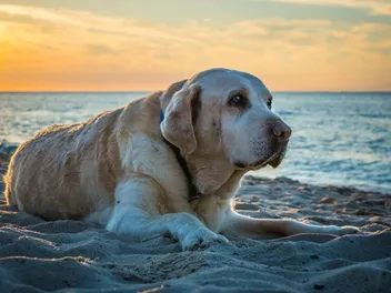 Top 10 Dog-Friendly Beaches in Hawaii: Off-Leash & On-Leash Places to Go