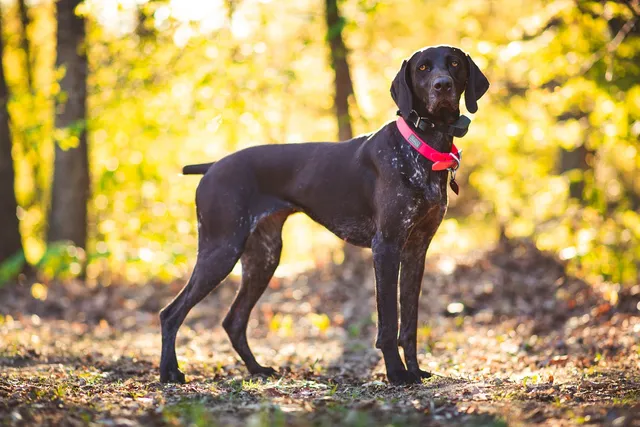 Pointer Dog Breed: Info, Pictures, Facts & Traits