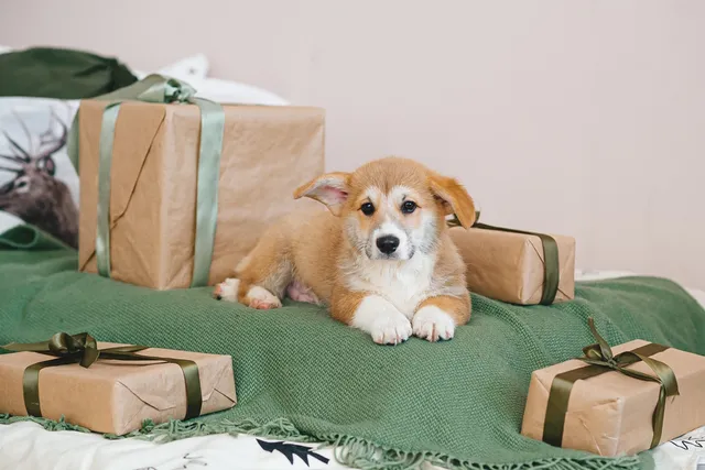 20 Luxury Dog Gifts: Unique Products for the Pampered Pooch