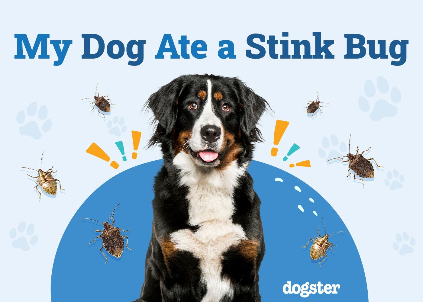 My Dog Ate a Stink Bug