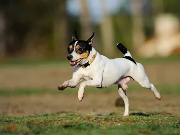 Does a GPS Implant for Dogs Exist? Here Are The Facts