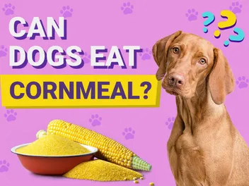 Can Dogs Eat Cornmeal? Vet-Verified Facts