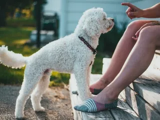 How to Train a Poodle: 6 Vet-Approved Tips