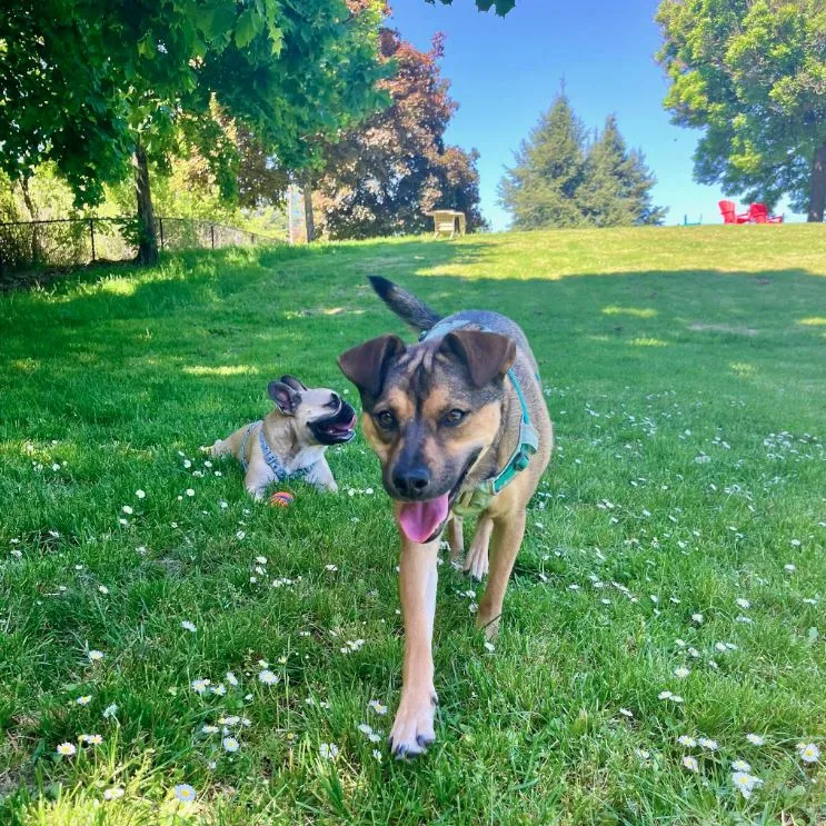 Gabriel Off-Leash Dog Park Summer