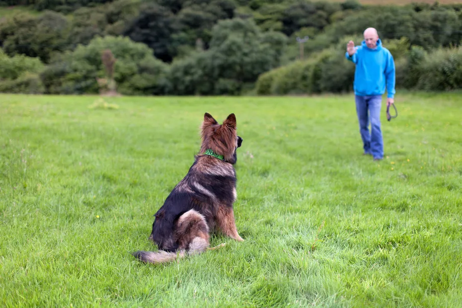 dog and trainer
