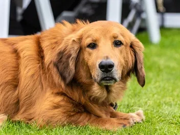 Basset Retriever (Golden Retriever & Basset Hound Mix): Info, Pictures & Care