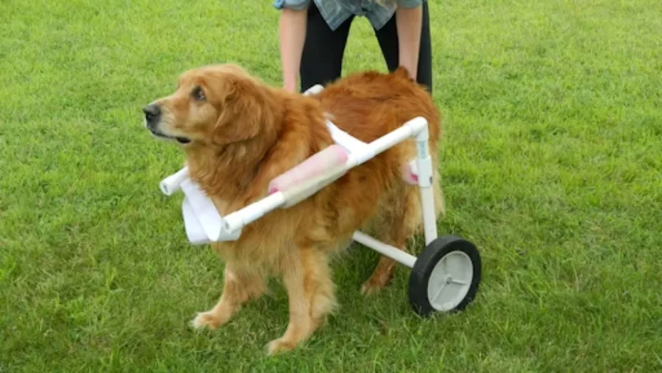 DIY 2-Wheel Saddle Dog Wheelchair