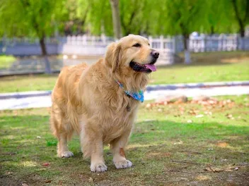 Bichon Frise Golden Retriever Mix (Goldichon): Info, Pictures & Traits