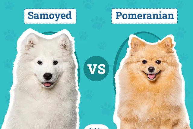 Samoyed vs Pomeranian: Notable Differences & Similarities