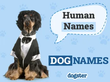 300+ Human Names for Dogs: Familiar Ideas for New Companions