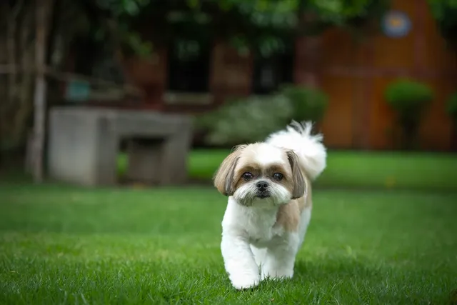 12 Vet-Verified Facts About the Shih Tzu (Vet-Reviewed)