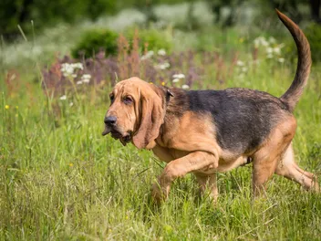How Smart Is a Bloodhound? Vet-Verified Facts, Tips & Comparison