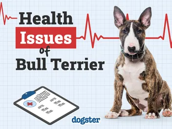 7 Bull Terrier Health Issues to Look Out For (Vet Answer)