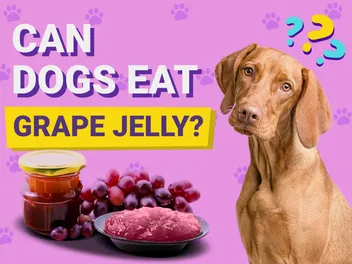 Can Dogs Have Grape Jelly? Vet-Verified Facts & FAQ