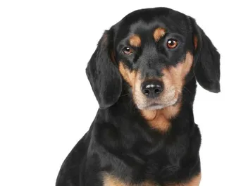 Latvian Hound Dog Breed: Info, Pictures, Care & More