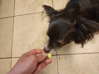 Dog-Safe Human Foods: All the Foods Penny Loves & the One She Hates