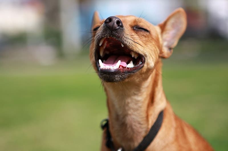 little foxy dog with mouth open