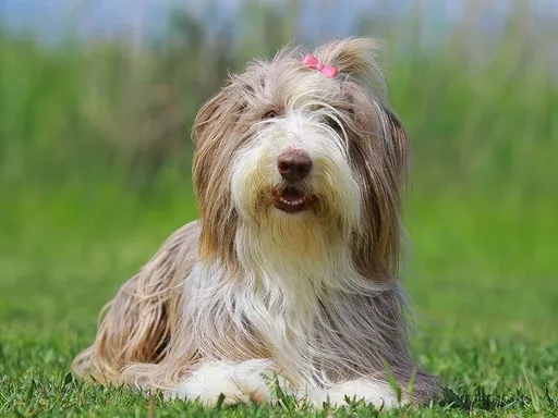 Bearded Collie