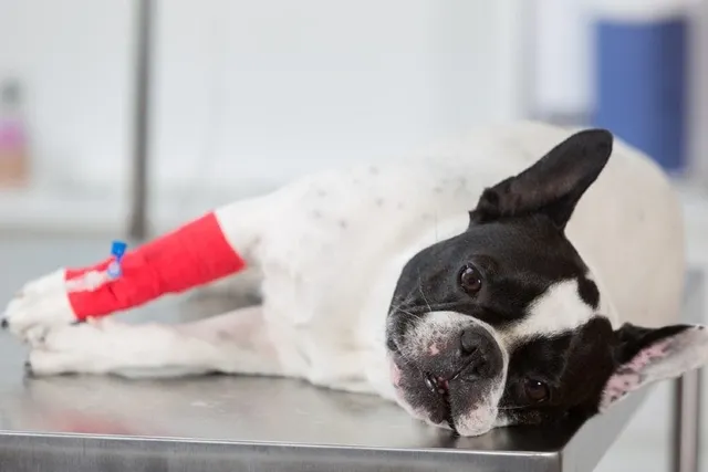 Patellar Luxation in Dogs: Signs, Symptoms & Care (Vet Answer)
