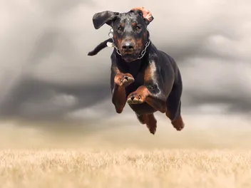 How Much Exercise Do Dobermans Need? Vet-Approved Facts & Tips