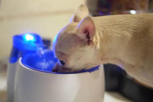 Do Dogs Need a Water Fountain? Vet Reviewed Pros & Cons
