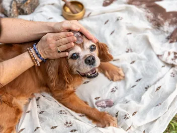 Crystals for Dogs: The Best Healing Crystals for Your Pup