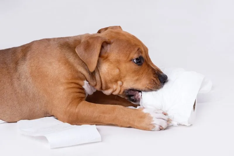 puppy playing on the toilet paper