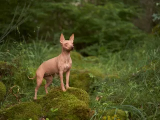 American Hairless Terrier Dog Breed: Info, Pictures, Facts & Traits