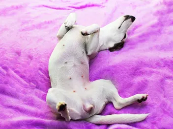 Why Does My Dog Sleep on Their Back? 3 Vet-Reviewed Reasons & FAQ