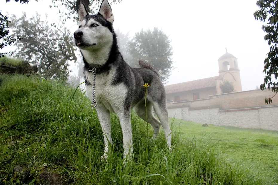 alaskan husky