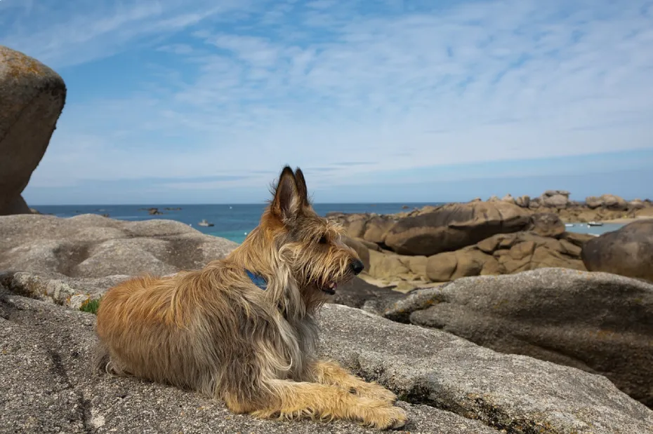 Berger Picard dog lying on the rock facing ocean