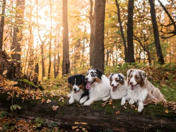 Are Australian Shepherds Good Hunting Dogs? Vet-Reviewed Breed Facts & Characteristics