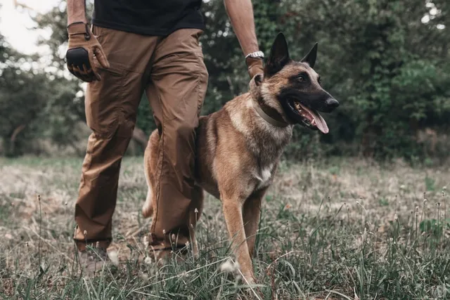 13 Belgian Malinois Pros and Cons: Traits & Characteristics
