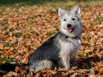 National Mutt Day 2026: When It Is & How to Celebrate