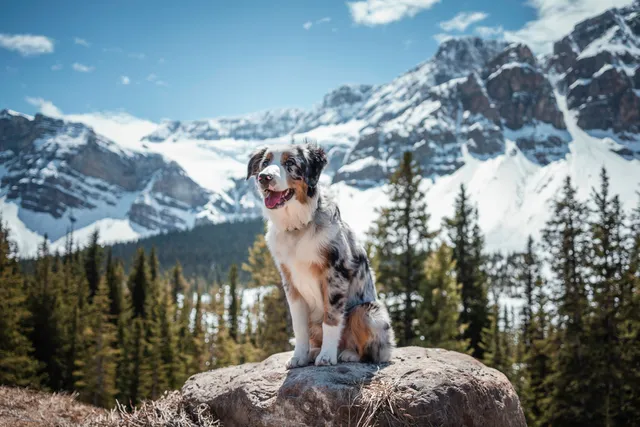 Can You Bring Your Dog to Canada? Border Requirements & Travel Tips